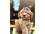 Küçük Irk Maltipoo Yavrular - 4