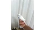 Satılık muhabbet kuşu