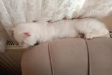 Kedimi sahiplendiriyorum - British Shorthair