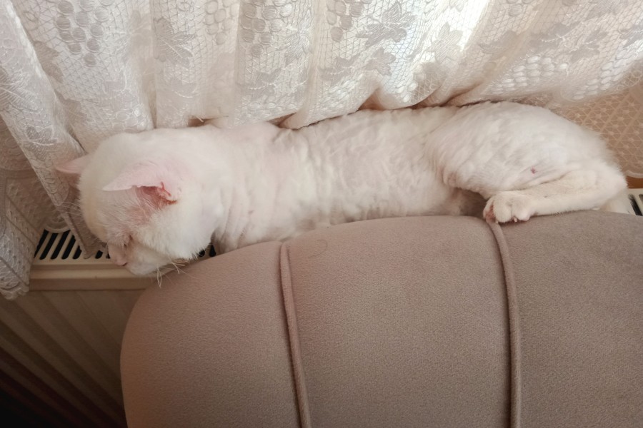 Kedimi sahiplendiriyorum