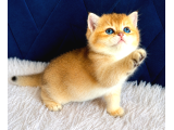 British Shorthair ve Longhair Golden Bebekler - 3