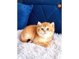 British Shorthair ve Longhair Golden Bebekler