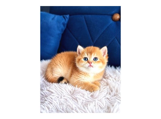 British Shorthair ve Longhair Golden Bebekler
