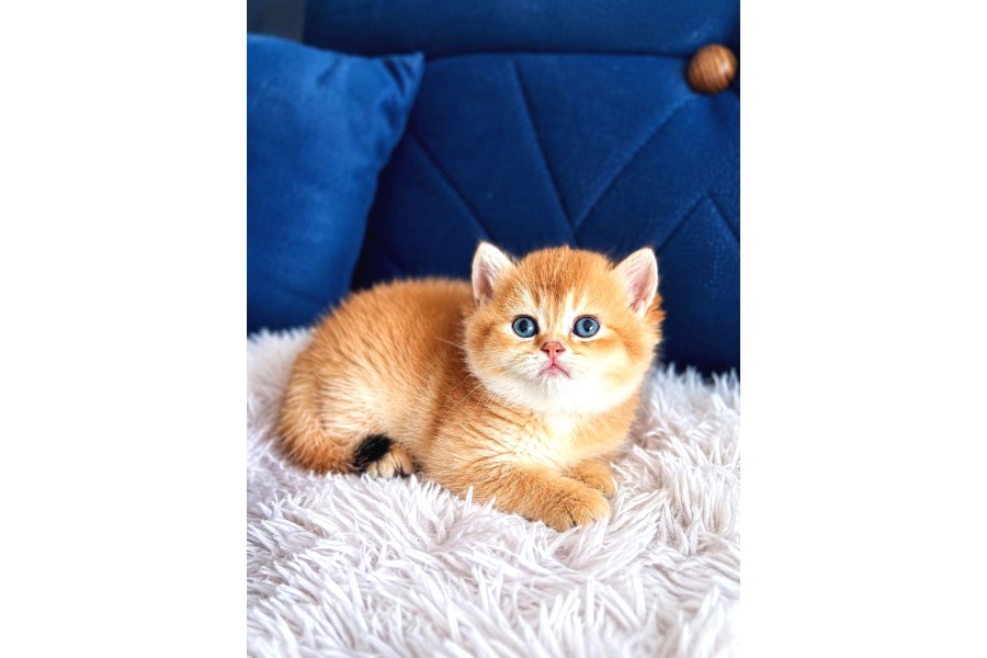 British Shorthair ve Longhair Golden Bebekler