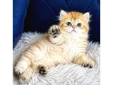 British Shorthair ve Longhair Golden Bebekler - 2