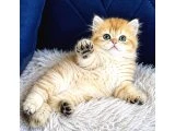 British Shorthair ve Longhair Golden Bebekler - 2