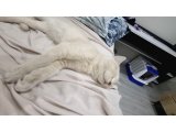 British shorthair cakıra yuva aranıyor - 3