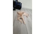 British shorthair cakıra yuva aranıyor - 2