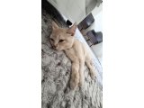 British shorthair cakıra yuva aranıyor