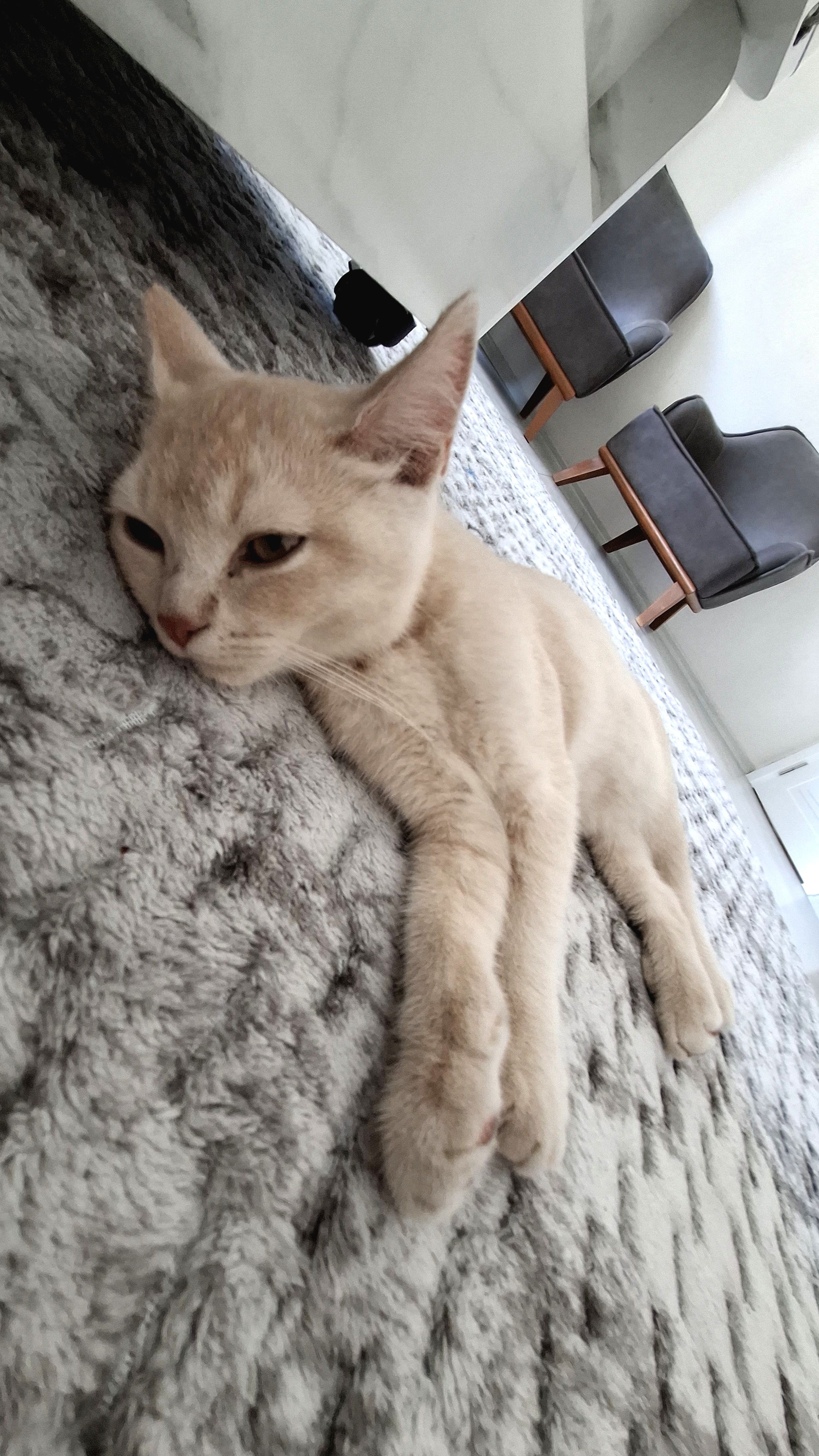 British shorthair cakıra yuva aranıyor
