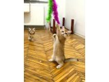 Özel Kan Hattı British Shorthair Golden (NY11 & NY25) - 2