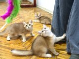 Özel Kan Hattı British Shorthair Golden (NY11 & NY25)