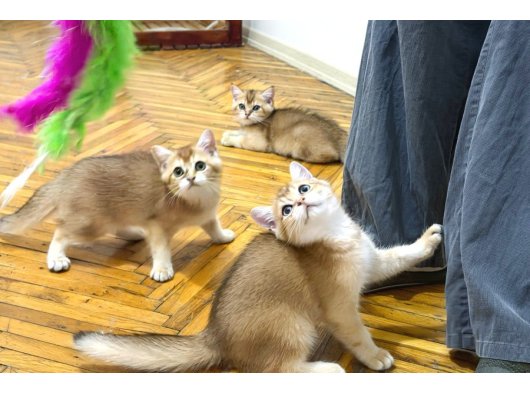 Özel Kan Hattı British Shorthair Golden (NY11 & NY25)
