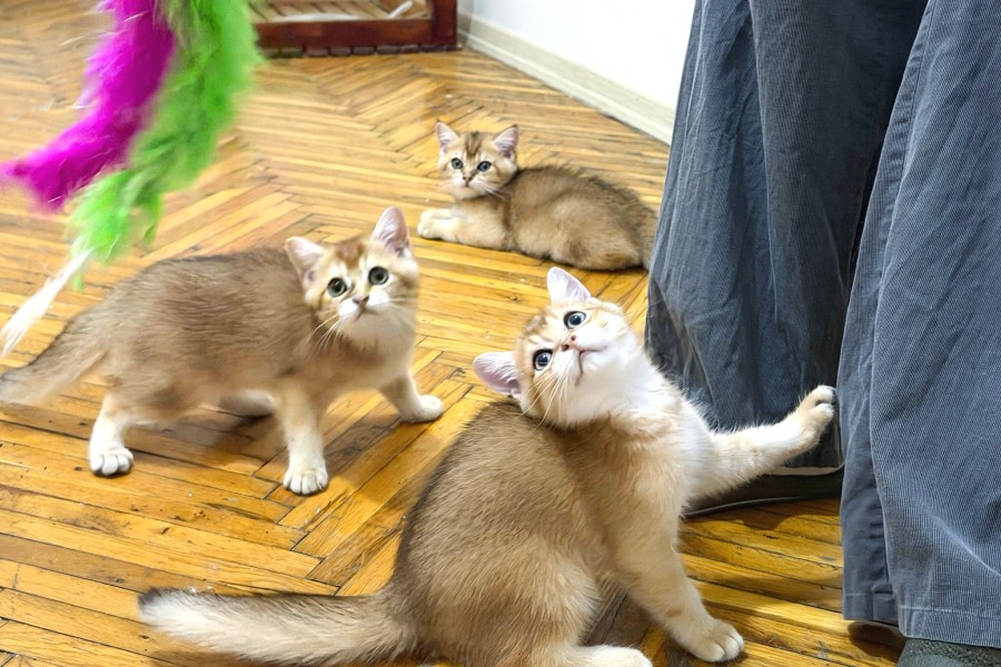 Özel Kan Hattı British Shorthair Golden (NY11 & NY25)