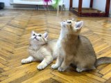 Özel Kan Hattı British Shorthair Golden (NY11 & NY25) - 3