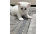 2,5 aylık Dişi British Shorthair - 3