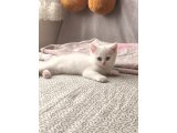 2,5 aylık Dişi British Shorthair