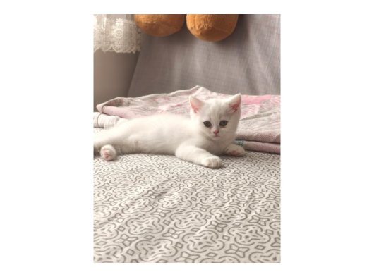 2,5 aylık Dişi British Shorthair 
