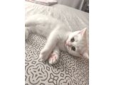 2,5 aylık Dişi British Shorthair - 2