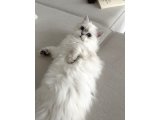 Güzel Kızım British Longhair 6 Aylık - 2