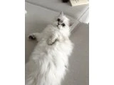 Güzel Kızım British Longhair 6 Aylık - 2