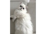 Güzel Kızım British Longhair 6 Aylık