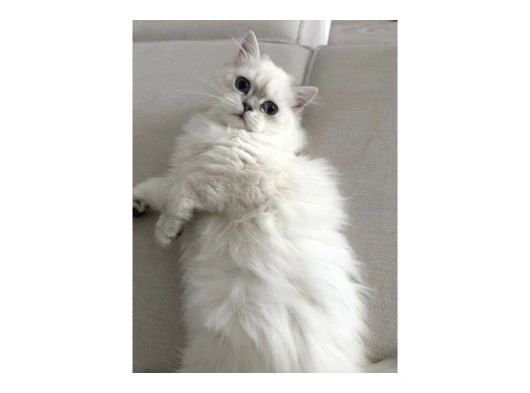 Güzel Kızım British Longhair 6 Aylık
