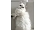 Güzel Kızım British Longhair 6 Aylık