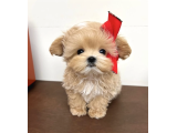 Safkan Maltipoo Yavruları  Aşıları Tam Tüy Dökmeyen Yavrularımız - 1