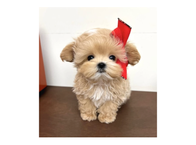 Safkan Maltipoo Yavruları  Aşıları Tam Tüy Dökmeyen Yavrularımız