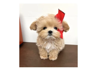 Maltipoo Yavruları  Aşıları Tam Tüy Dökmeyen Yavrularımız