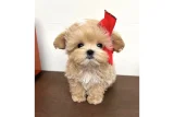 Maltipoo Yavruları Aşıları Tam Tüy Dökmeyen Yavrularımız