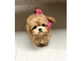 Safkan Maltipoo Yavruları  Aşıları Tam Tüy Dökmeyen Yavrularımız - 3