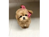 Maltipoo Yavruları  Aşıları Tam Tüy Dökmeyen Yavrularımız - 3