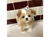 Safkan Maltipoo Yavruları  Aşıları Tam Tüy Dökmeyen Yavrularımız - 2