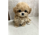 Irk Garantili Maltipoo Yavruları Sağlıklı Neşeli ve Oyuncu - 1