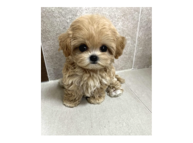 Irk Garantili Maltipoo Yavruları Sağlıklı Neşeli ve Oyuncu