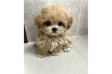 Maltipoo Yavruları Sağlıklı Neşeli ve Oyuncu
