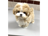 Irk Garantili Maltipoo Yavruları Sağlıklı Neşeli ve Oyuncu - 3