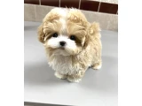 Maltipoo Yavruları Sağlıklı Neşeli ve Oyuncu - 3