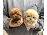 Irk Garantili Maltipoo Yavruları Sağlıklı Neşeli ve Oyuncu - 2