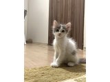 3 Aylık Tekir-British Karışımı Kedimiz Ücretsiz Sahiplendirilecek - 2