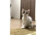3 Aylık Tekir-British Karışımı Kedimiz Ücretsiz Sahiplendirilecek - 2