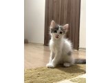 3 Aylık Tekir-British Karışımı Kedimiz Ücretsiz Sahiplendirilecek - 1