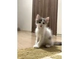 3 Aylık Tekir-British Karışımı Kedimiz Ücretsiz Sahiplendirilecek - 1