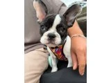 3 AYLIK BAL KÜPÜ KIZIMI MECBÜRİ SAHİPLENDİRİYORUM - Köpek