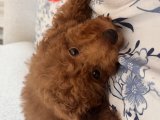 4 aylık dişi toy poodle tüm aşıları tam ve tüm eşyalarıyla beraber verilecektir - 3
