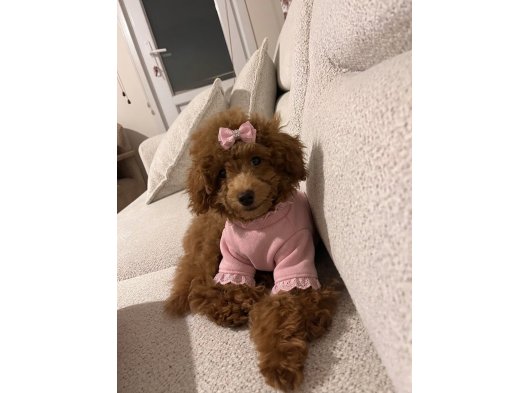 4 aylık dişi toy poodle tüm aşıları tam ve tüm eşyalarıyla beraber verilecektir