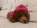 4 aylık dişi toy poodle tüm aşıları tam ve tüm eşyalarıyla beraber verilecektir - 2