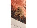 3 aylık Maltipoo yavru - 2